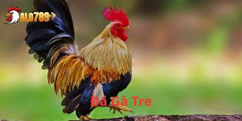 Kỹ thuật nuôi dưỡng Đá Gà Tre