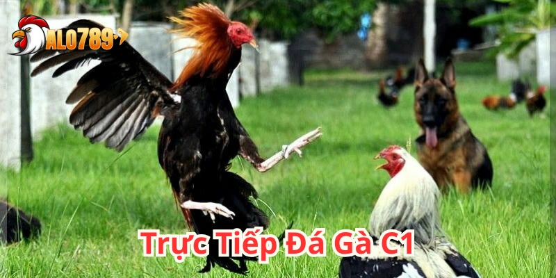 Trực Tiếp Đá Gà C1 – Nơi chiến kê huyền thoại hội tụ