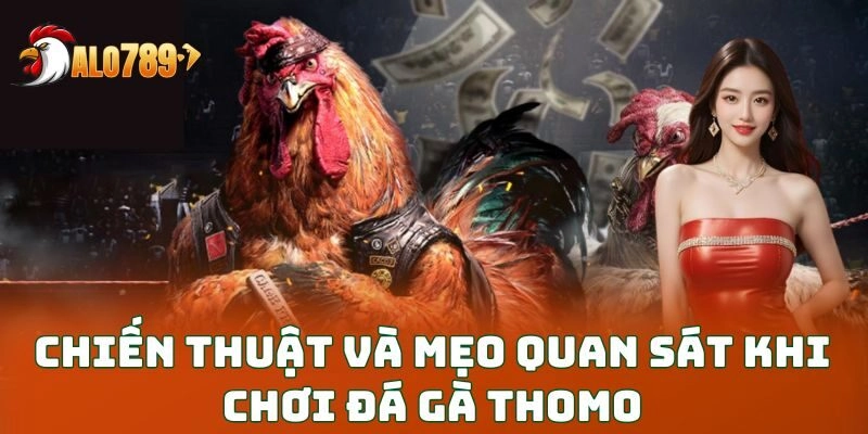 Chiến thuật và mẹo quan sát khi chơi đá gà Thomo